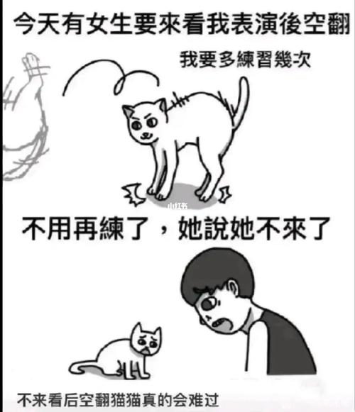 猫咪段子app2022