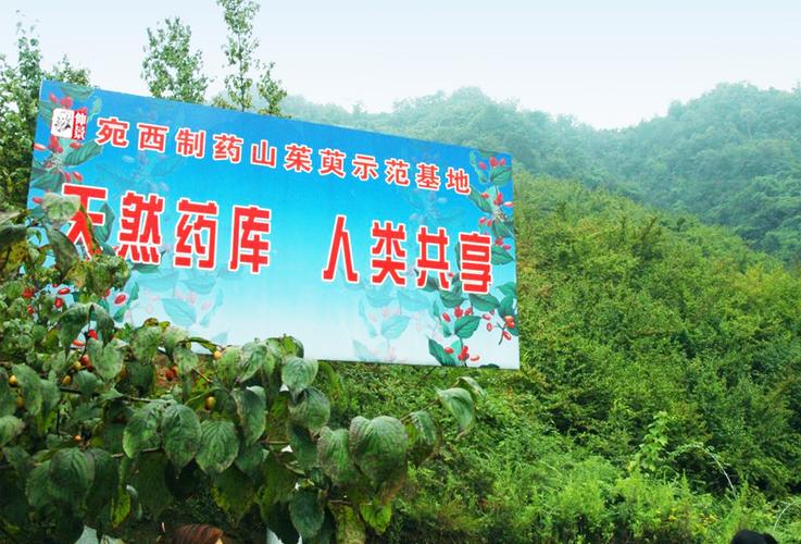 山间药园永久会员版