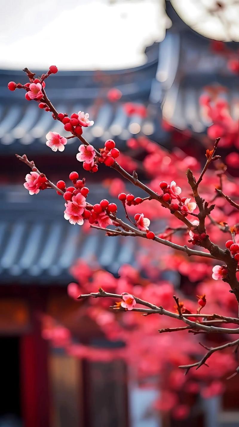 梅花直播