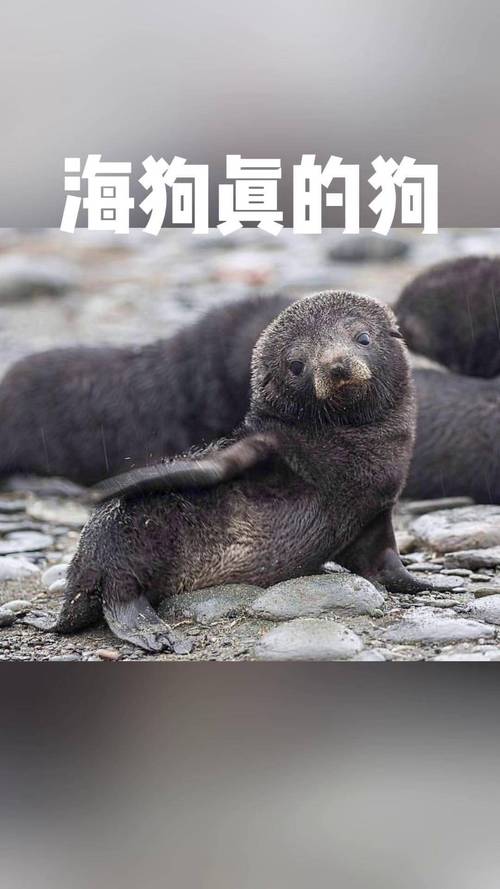 海狗视频正版提现版