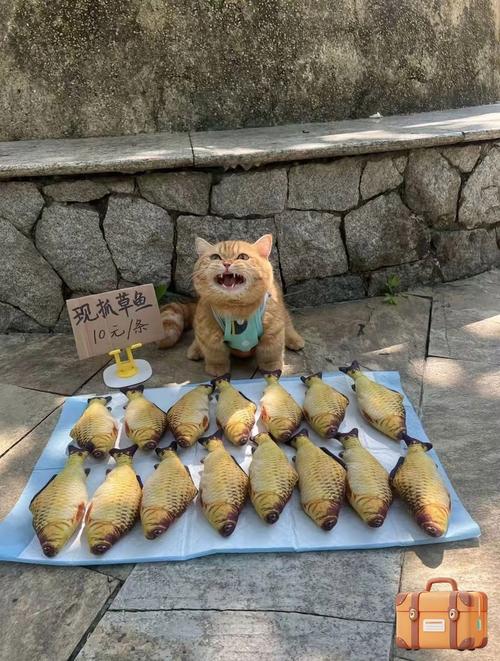 猫猫吃鱼红包版