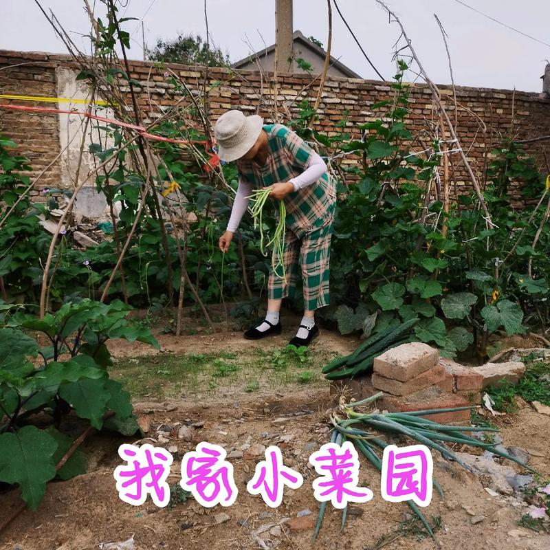 我家小菜园