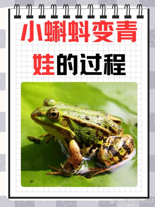 蝌蚪变王八