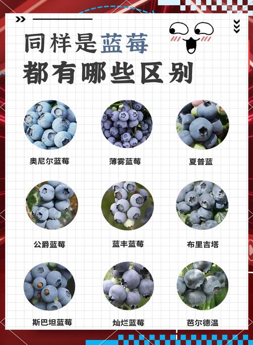 蓝莓小说无bug版