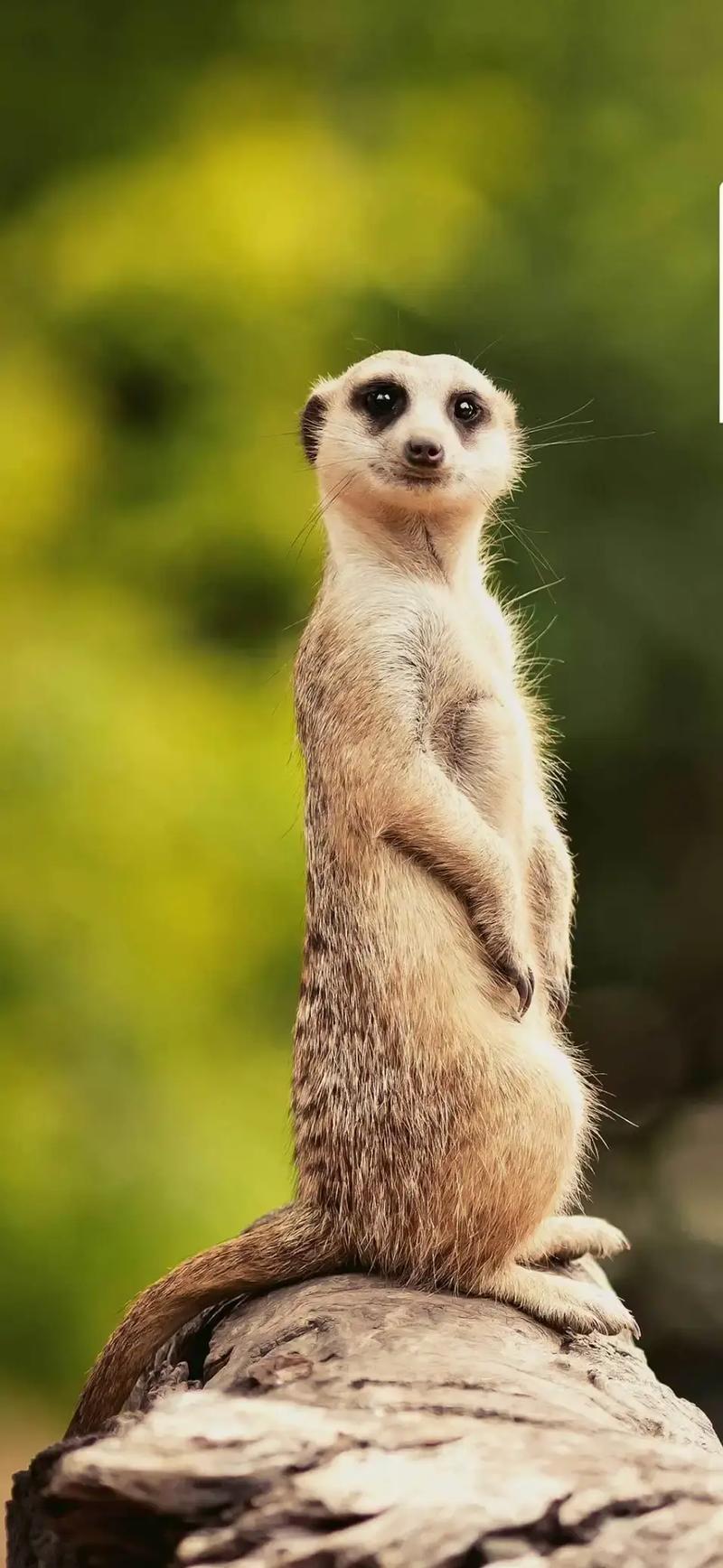 看看