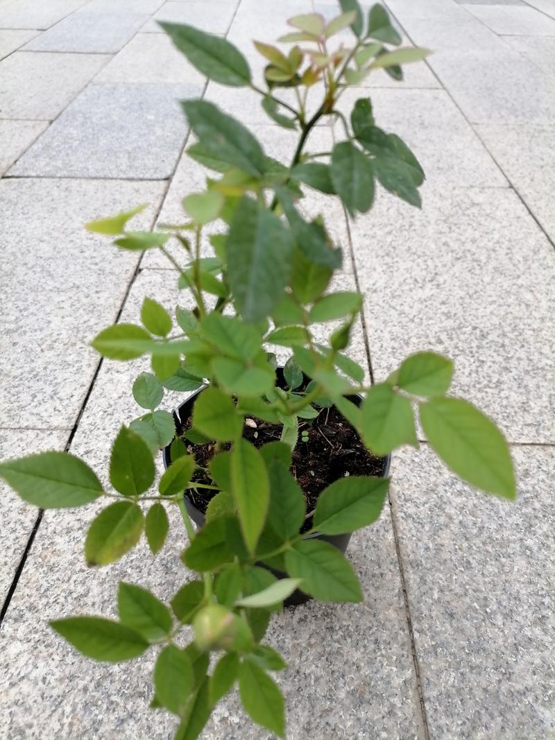 爱问网盘永久免费未删减