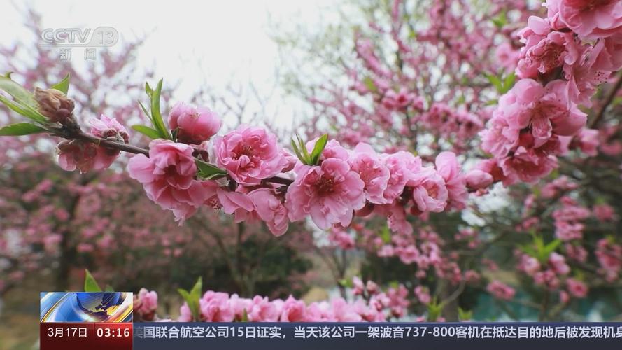 桃花直播免费观看视频