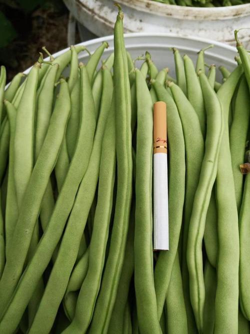 胖豆豆去广告修改版升级
