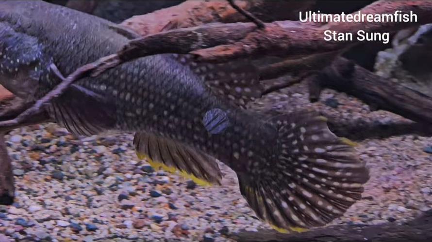 insfish