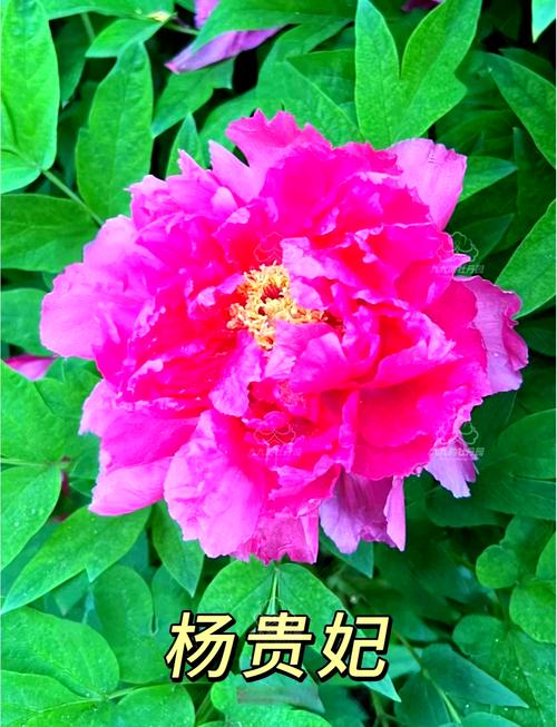 牡丹优选