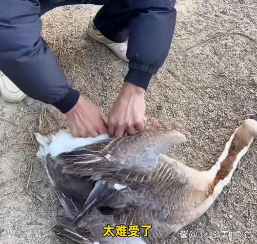 暴躁大鹅赛罗鹅