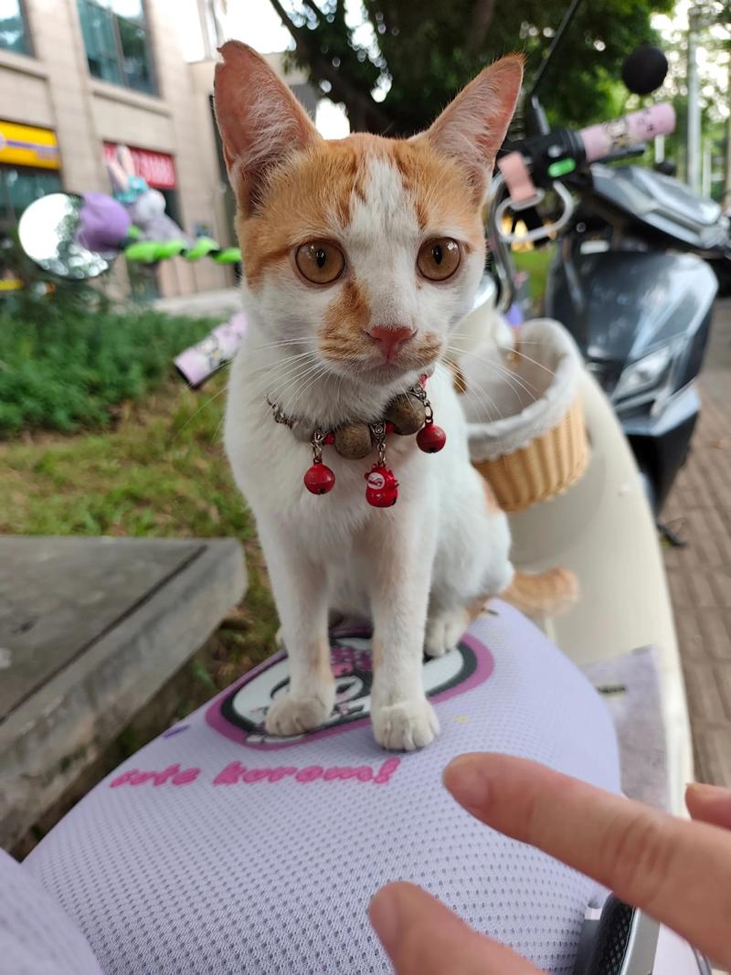 神和铃铛猫