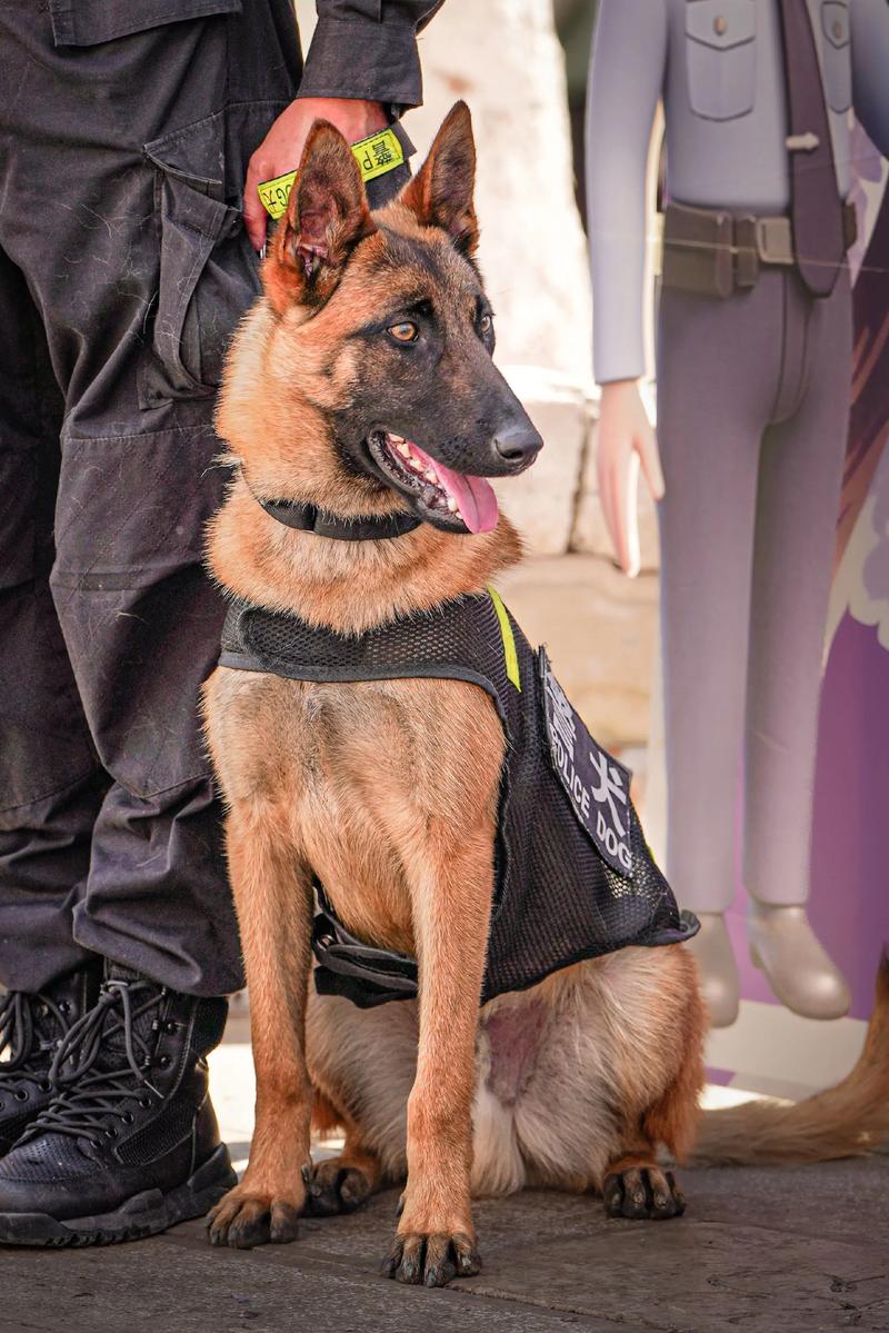 越狱警犬