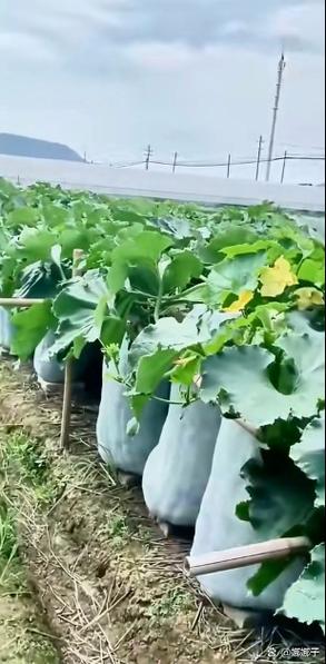 冬瓜视频在线观看旧版安卓