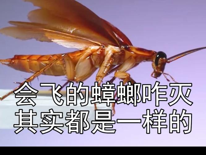 会飞的坏坏