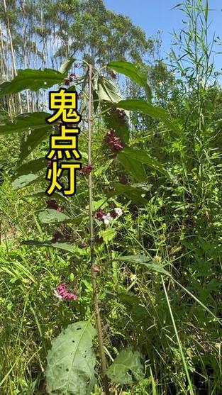 鬼点灯