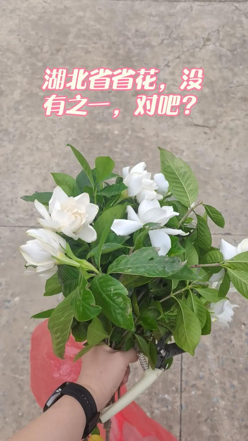 花省生活