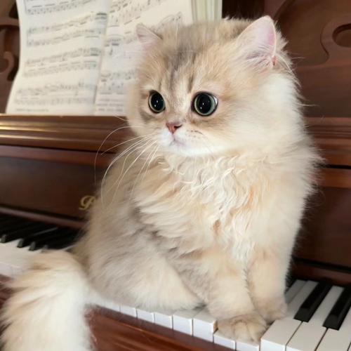 钢琴猫咪邀请版