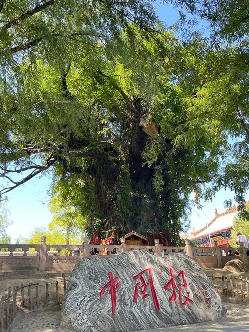 大槐树