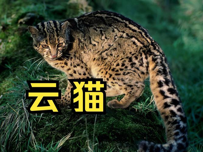 云猫壁纸