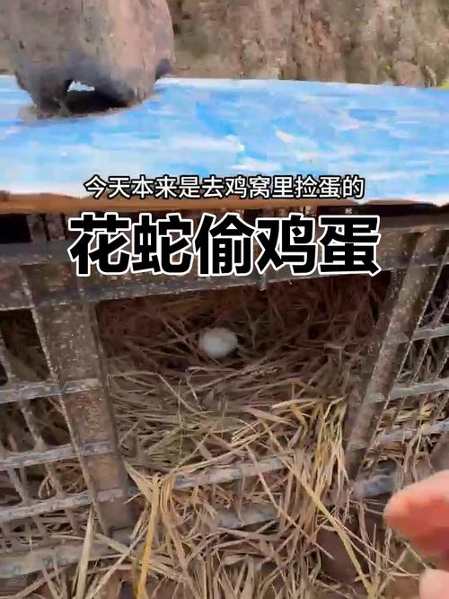 偷蛋大作战安卓版