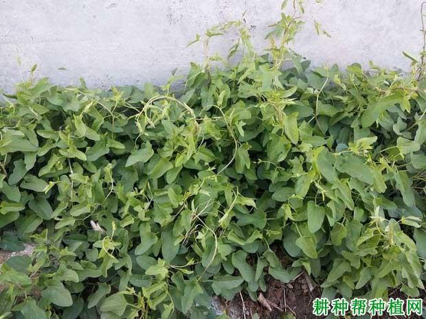 耕种帮种植网