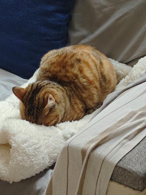 猫咪慵懒的日常