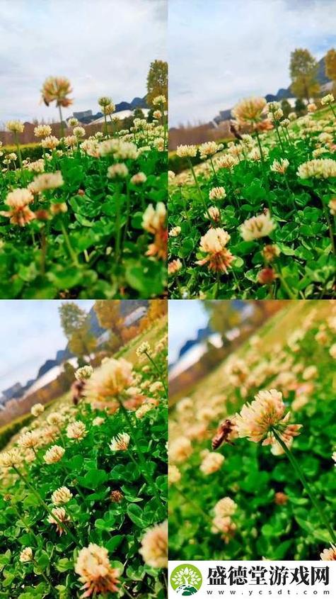 野花社区WWW视频