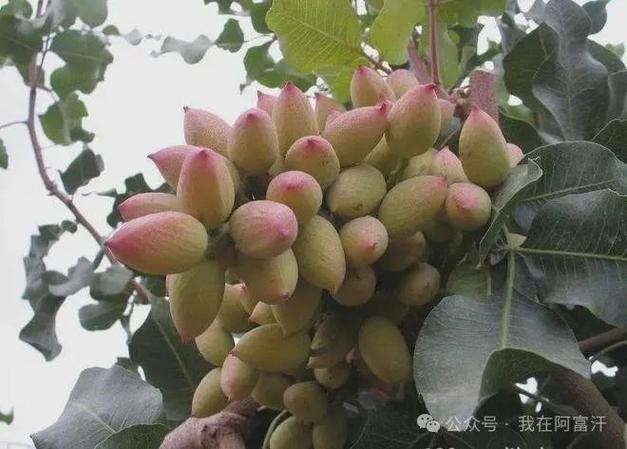 快乐果林修改版无限资源