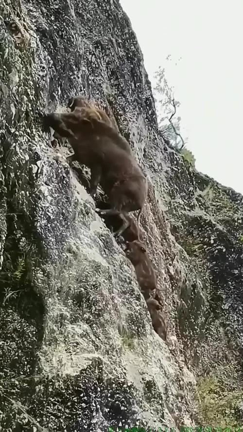 野猪悬崖峭壁带猪崽安卓破解红包版