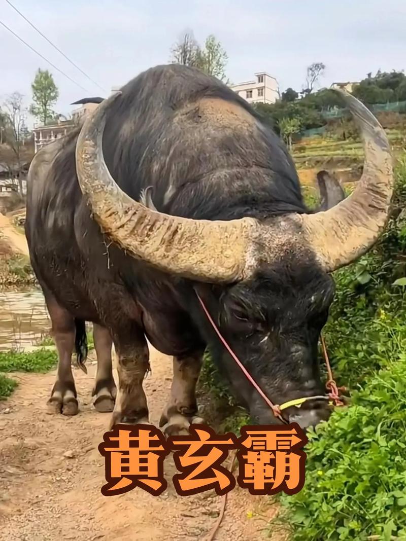 大牛国王
