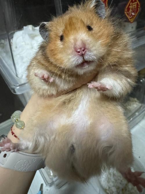看鼠鼠纯净去广告版
