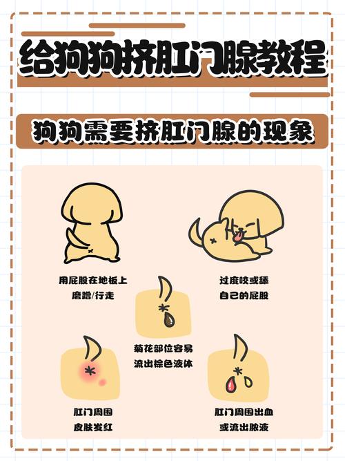 怎么给狗挤肛肠腺