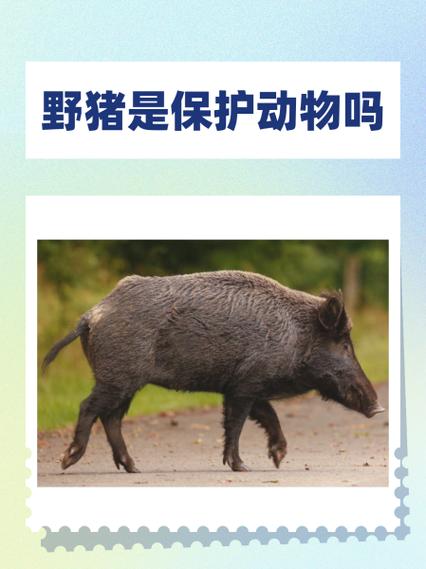 小野猪能养吗无限体力版