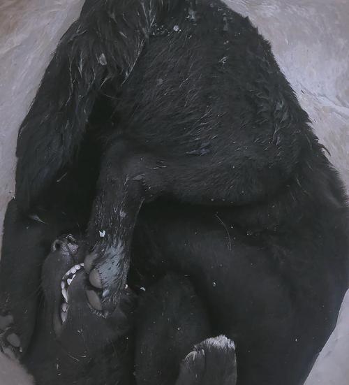 黑色狗的生存现状影视攻略
