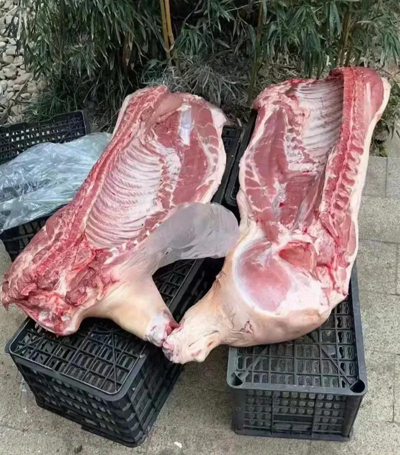 整只猪手机破解周年纪念版