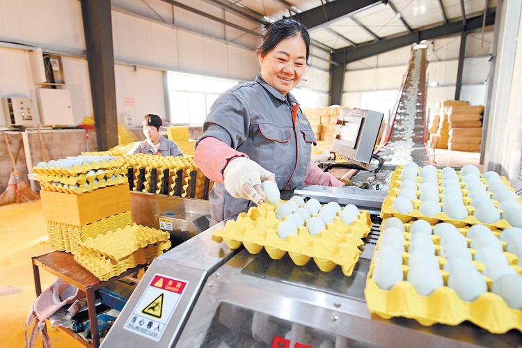 合并鸡蛋工厂纯净版