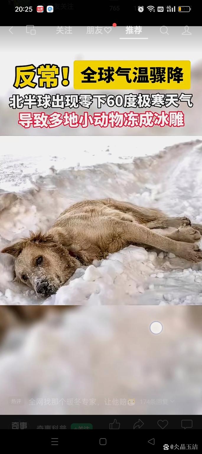 狗会被冻死吗周年永久会员兑换码