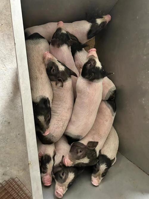 撵小香猪安卓破解无限能量无广告版