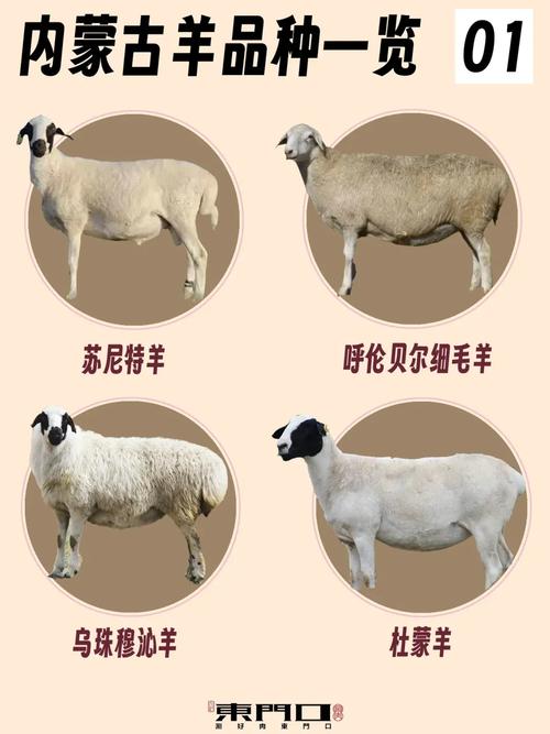 内蒙古羊红色版