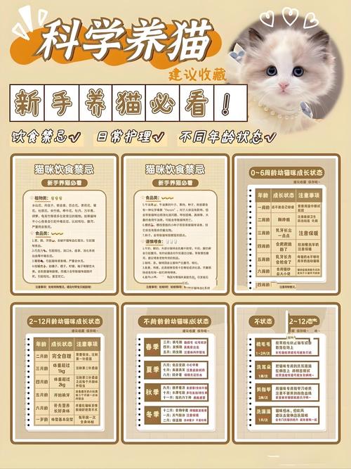 拯救猫咪测试新版