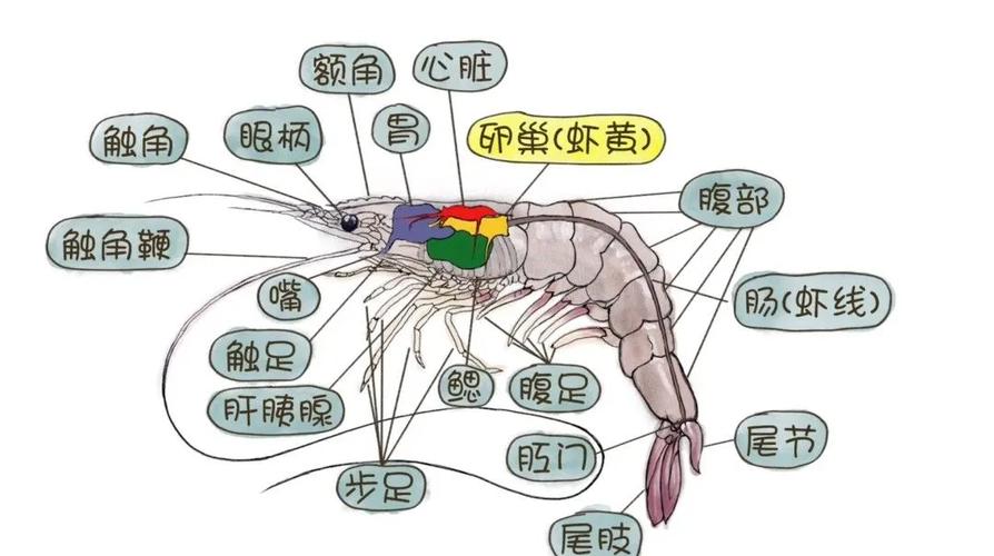小龙虾心脏在哪流鼻血版本