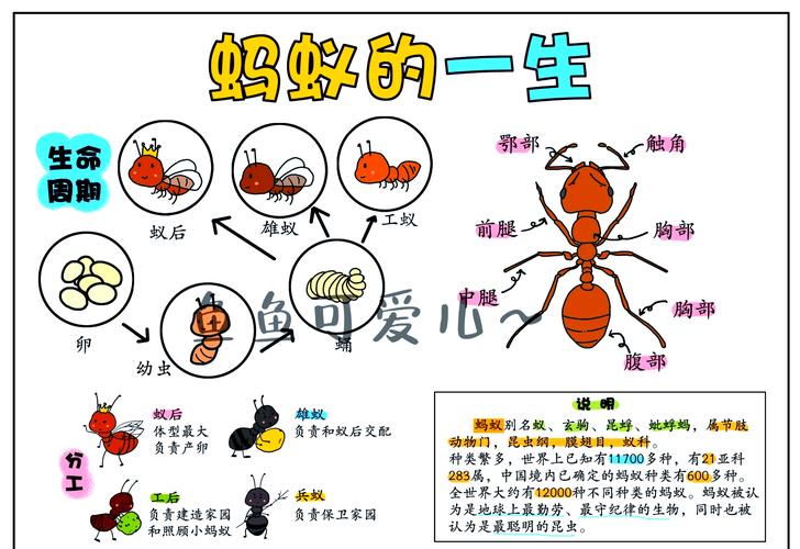 蚂蚁进化世界修改版