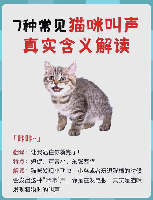 猫咪tv在线观看入口2023