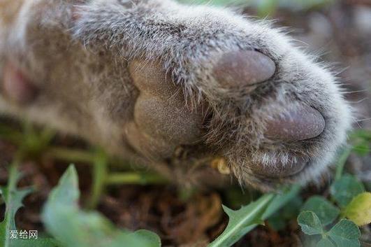爪子隆隆声(Paw