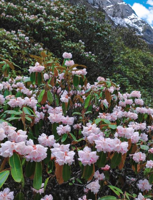 羊角花战略版
