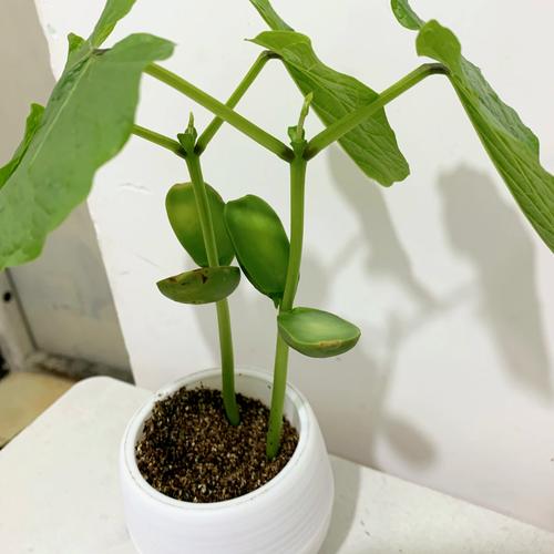 魔豆学堂