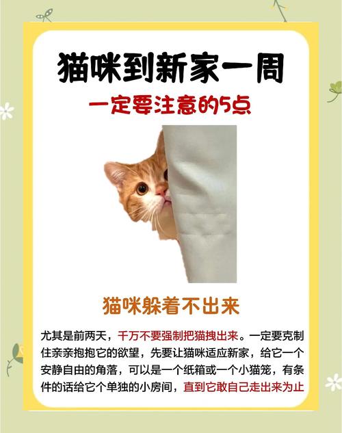 新版猫咪3.0官网点击进入