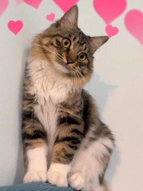猫猫画质大师安卓破解NFT版永久不升级