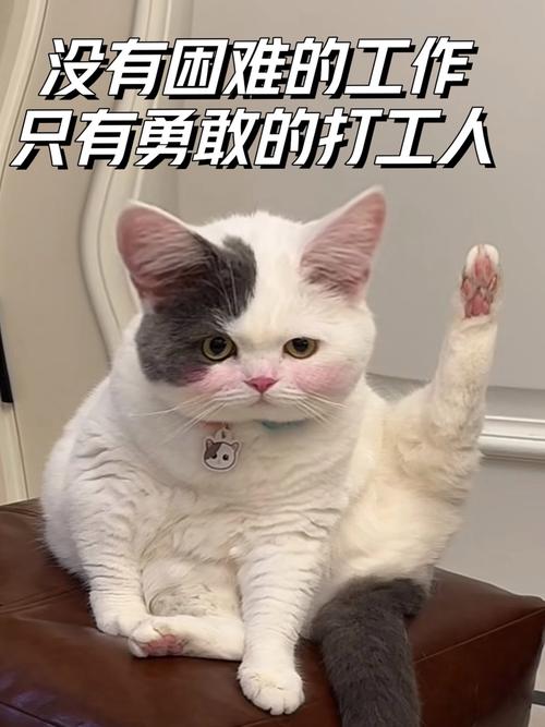 勇敢的猫咪